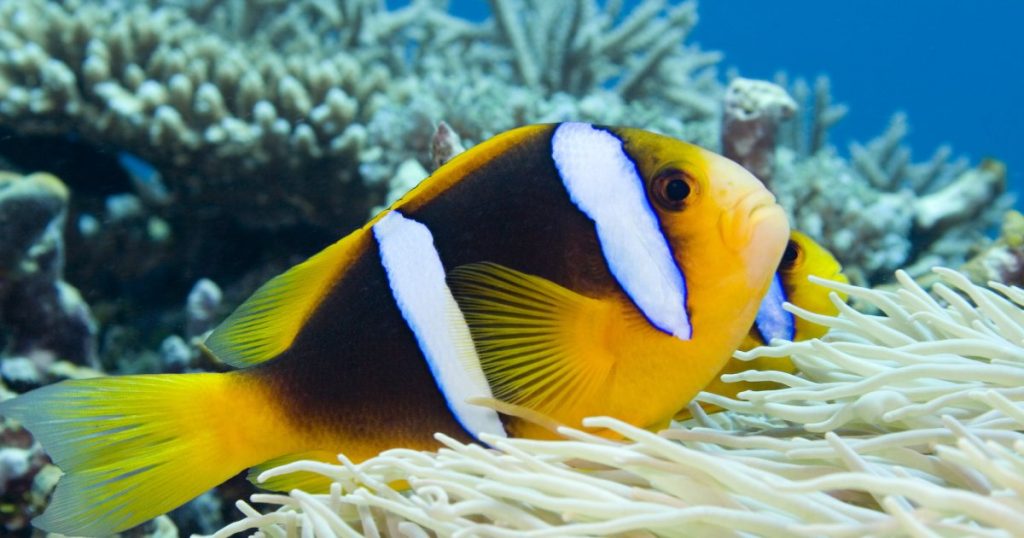 killing-nemo:-clownfish-on-coastal-reefs-live-shorter-lives
