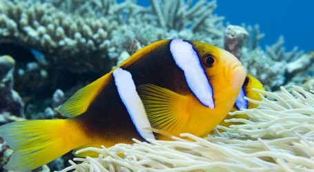 Killing Nemo: Clownfish on Coastal Reefs Live Shorter Lives