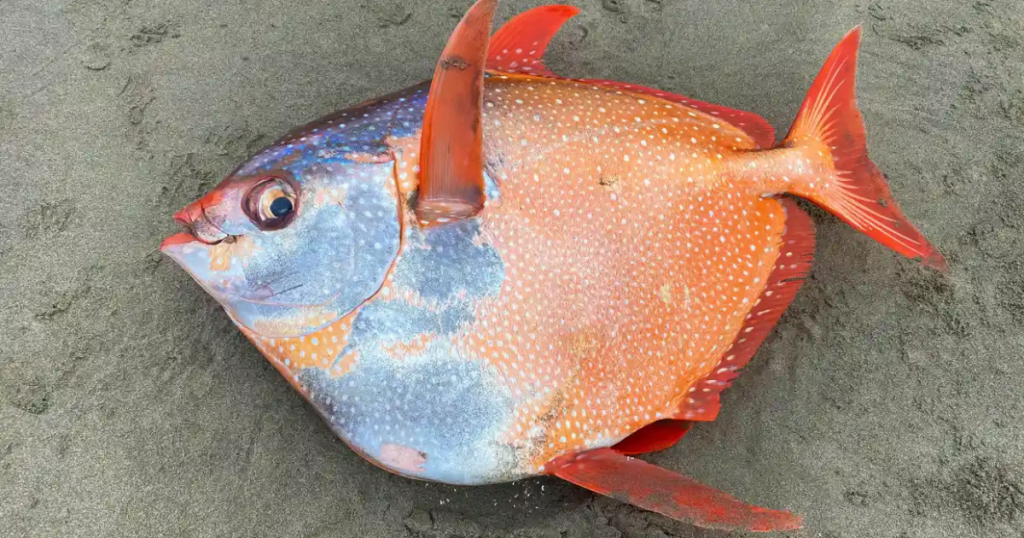 a-rare-100-pound-moonfish-washed-up-on-the-oregon-coast