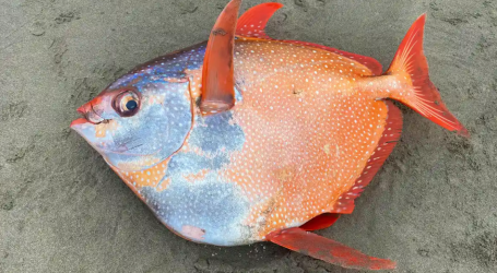 A Rare 100-Pound Moonfish Washed up on the Oregon Coast
