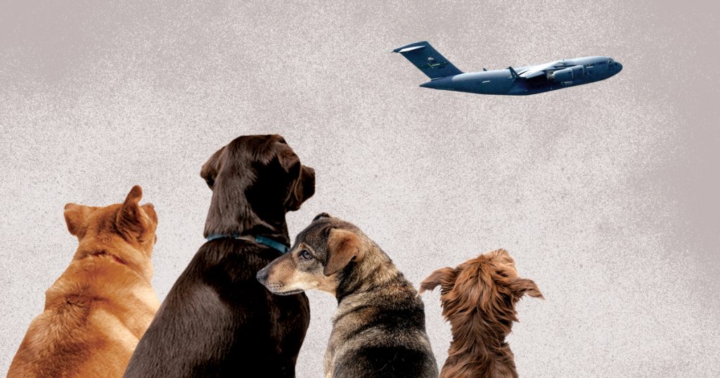inside-the-wild,-twitter-fueled-race-to-airlift-dogs-from-afghanistan