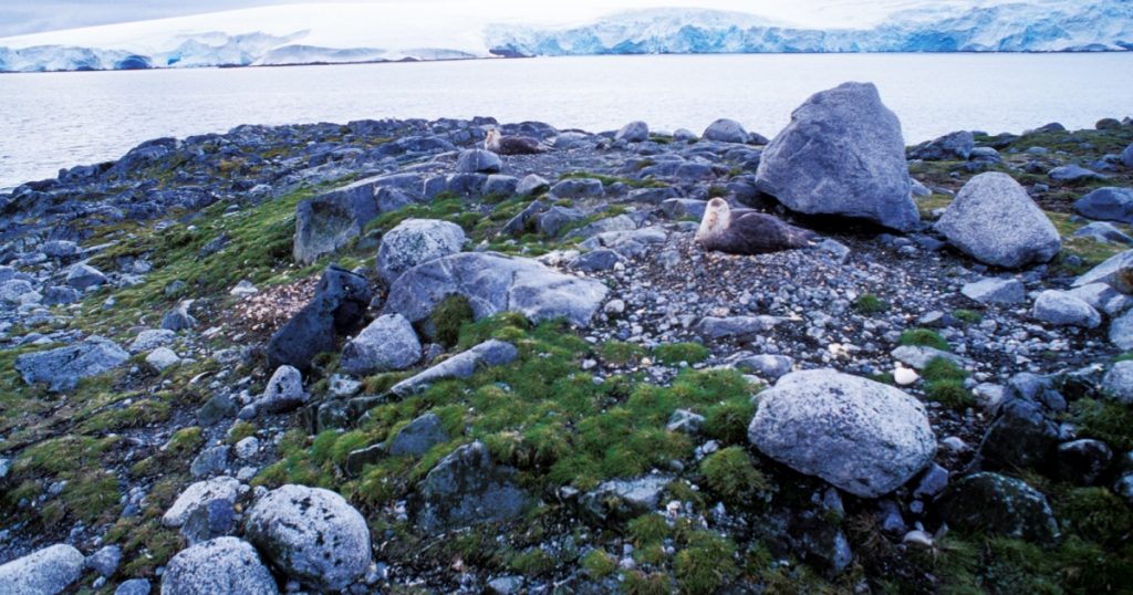 study-finds-arctic-plants-are-thriving-that-could-be-a-problem.