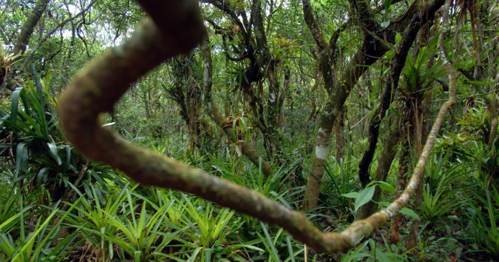 the-amazon-rainforest-may-be-reaching-a-point-of-no-return