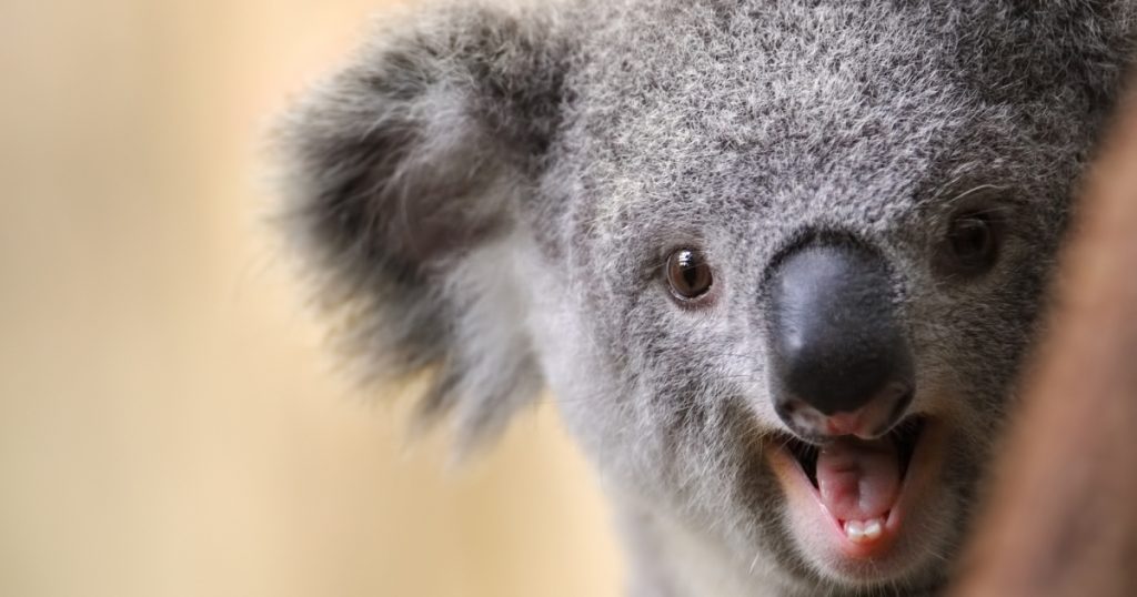 australian-election-results:-revenge-of-the-barbecued-koalas