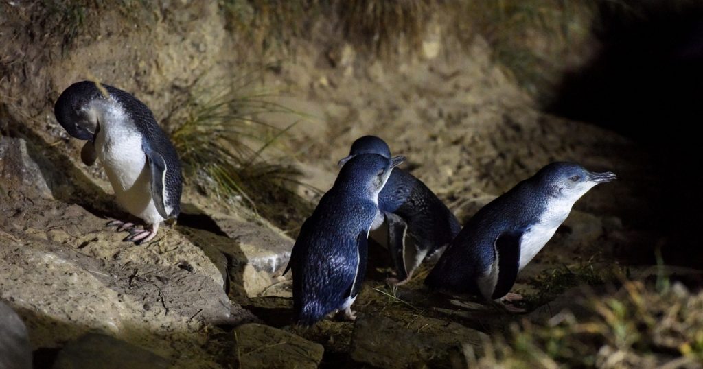 hundreds-of-little-blue-penguins-washing-up-dead-on-new-zealand-beaches