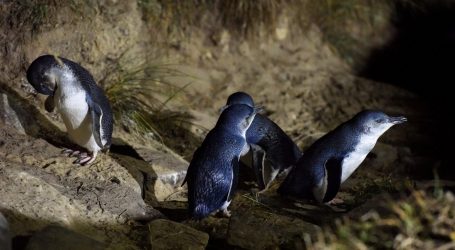 Hundreds of Little Blue Penguins Washing Up Dead on New Zealand Beaches