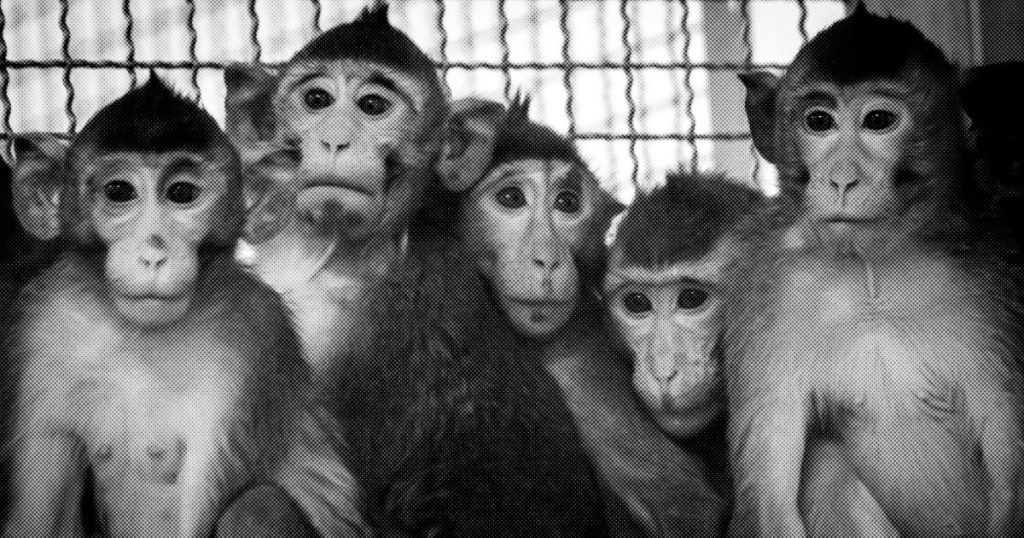 a-plane-of-monkeys,-a-pandemic,-and-a-botched-deal:-inside-the-science-crisis-you’ve-never-heard-of