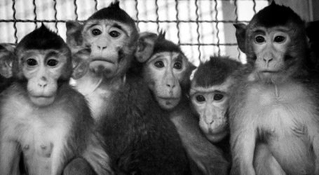 A Plane of Monkeys, a Pandemic, and a Botched Deal: Inside the Science Crisis You’ve Never Heard Of