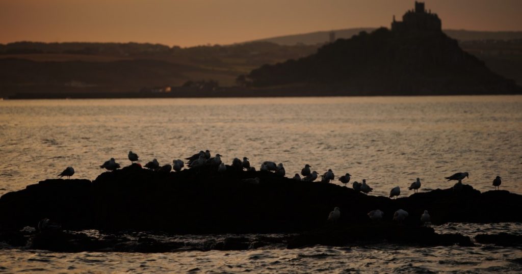 “the-scale-is-hard-to-grasp”:-the-avian-flu-is-a-catastrophe-for-seabirds