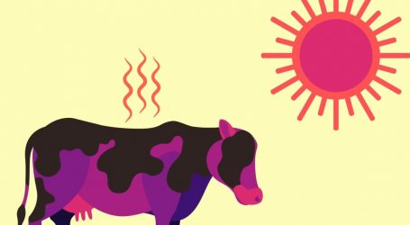 What Happens If the World Gets Too Hot for Animals to Survive?