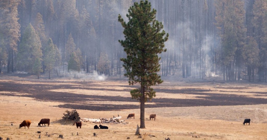 we-know-wildfire-smoke-is-terrible-for-you.-but-what-does-it-do-to-cows?