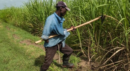 US Bans Sugar Imports From Top Dominican Producer Over Forced Labor Allegations
