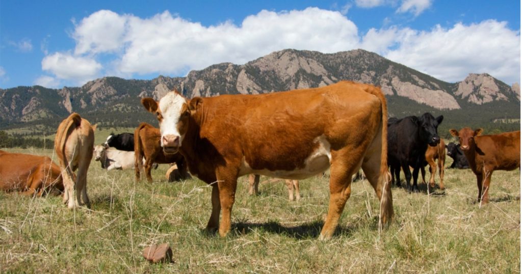 colorado-investigators-mystified-by-dozens-of-cattle-deaths