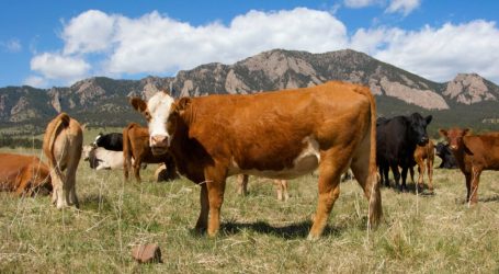 Colorado Investigators Mystified by Dozens of Cattle Deaths