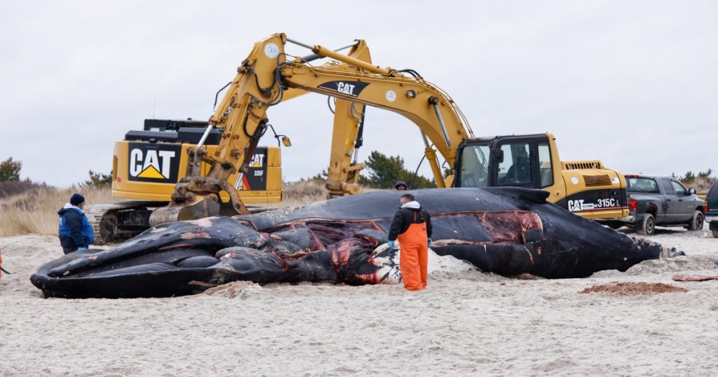 whale-deaths-are-now-culture-war-fodder
