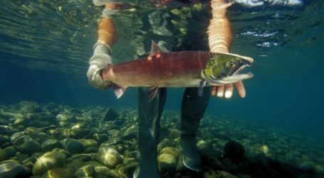 Alaskan Fishing Boats Are Poaching Threatened Canadian Salmon