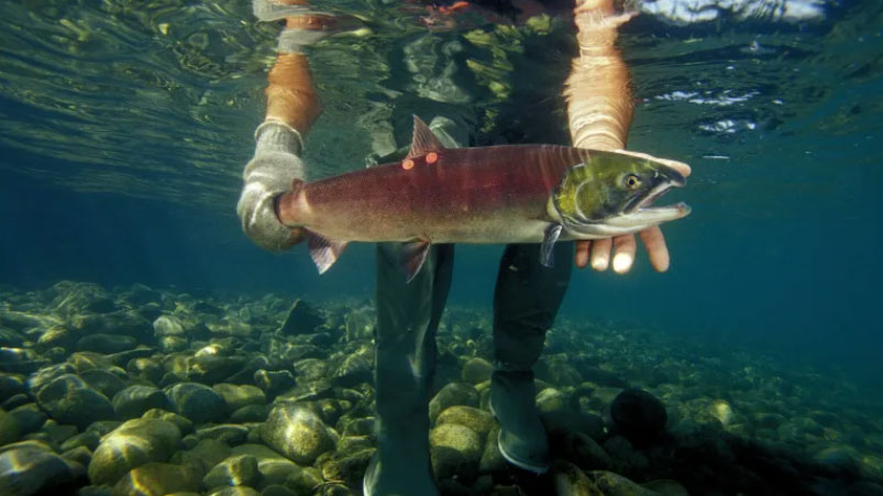 alaskan-fishing-boats-are-poaching-threatened-canadian-salmon