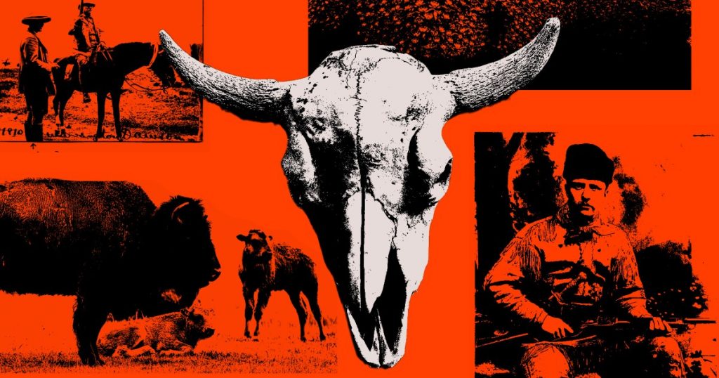 the-disturbing-story-of-how-america-saved-the-buffalo