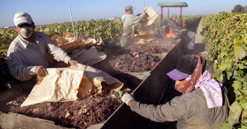 scores-of-farmworkers-are-dying-in-the-heat