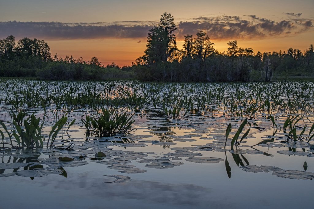 latest-bill-targeting-strip-mining-near-okefenokee-receives-mixed-reaction-from-environmentalists