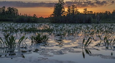 Latest bill targeting strip mining near Okefenokee receives mixed reaction from environmentalists