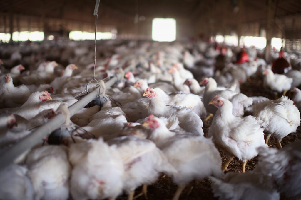 usda-aims-to-aid-small-farmers-by-barring-pay-deductions-from-poultry-companies
