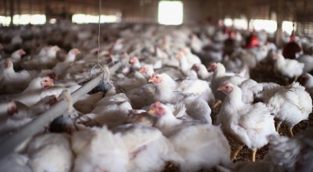 USDA aims to aid small farmers by barring pay deductions from poultry companies