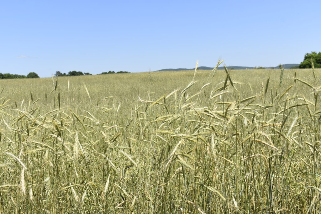delayed-farm-bill-punted-until-after-election-with-congress-stuck-on-how-to-pay-for-it